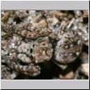 Sitticus pubescens - Springspinne w02 6mm.jpg